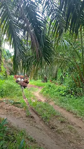 muatan 778kg🔥🔥#sawitontiktok #langsirsawit #foryou #storysawit #CapCut 