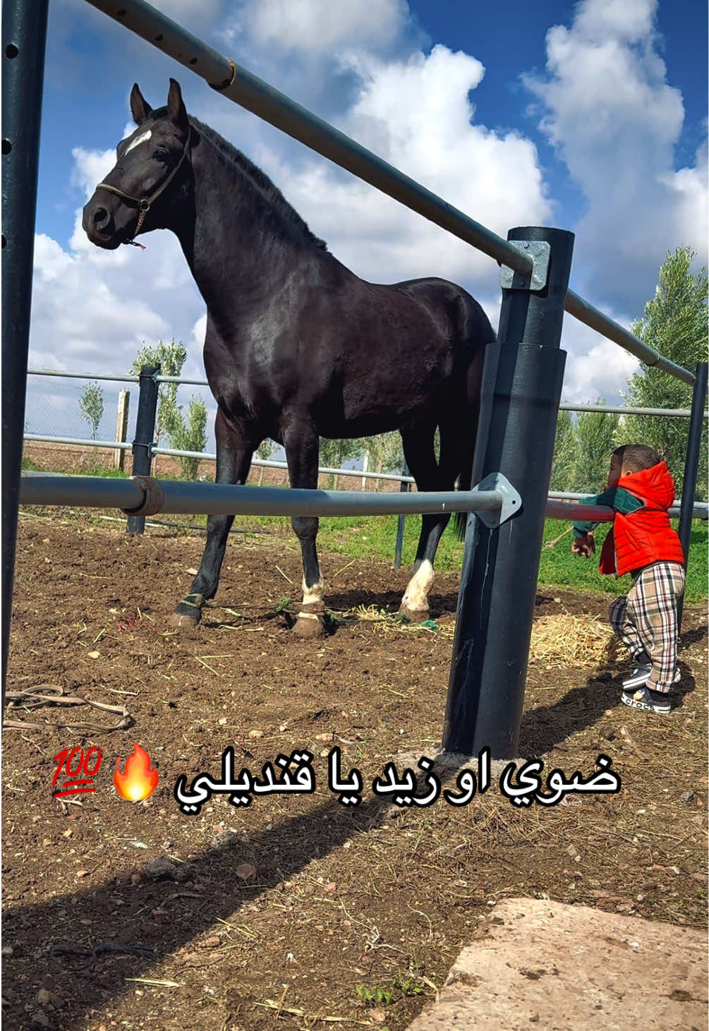 ضوي او زيد يا قنديلي 🔥💯