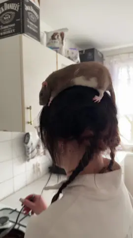 To kto wpada na ratatuj🐀🥘?