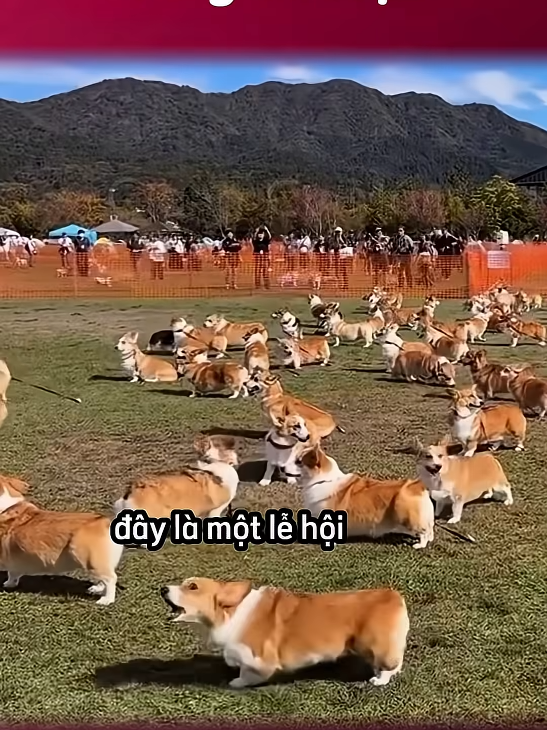 Thử thách cả chó lẫn chủ 🐶  #giangcuman #cudanmang #trending #foryou #haihuoc #top #fyp