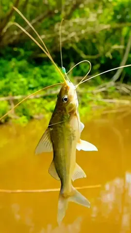 Created by AI Bangla 8 | 100% AI Visual Art   ‎#AIart #AIdance #BanglaCreator #AIBangla8 