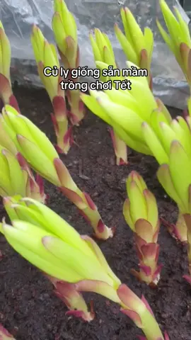 Củ ly giống sẵn mầm khỏe đẹp trồng chơi Tết Cách trồng 1️⃣ Chọn củ: – Chọn củ to, chắc, đã nhú mầm 1–3cm. – Rễ trắng khỏe là củ chuẩn. 2️⃣ Chuẩn bị đất: – Đất tơi xốp: đất thịt + phân hữu cơ + tro trấu. – Chậu cao 25–30cm, thoát nước tốt. 3️⃣ Cách trồng: – Lấp đất phủ 2/3 củ, để hở đầu mầm. – Tưới ẩm nhẹ sau khi trồng. 4️⃣ Chăm sóc để nở đúng Tết: – Đặt nơi mát, thoáng 7–10 ngày đầu. – Khi mầm cao 10–15cm, cho ra nắng nhẹ 2–3h/ngày. – Tưới khi mặt đất se khô, không để úng. – Trời lạnh quá hoa sẽ chậm nở → chuyển vào chỗ ấm. – Nóng quá hoa nở sớm → đưa ra chỗ mát, tránh nắng. 💐 Mẹo: Trồng trước Tết 45–55 ngày là đẹp nhất.