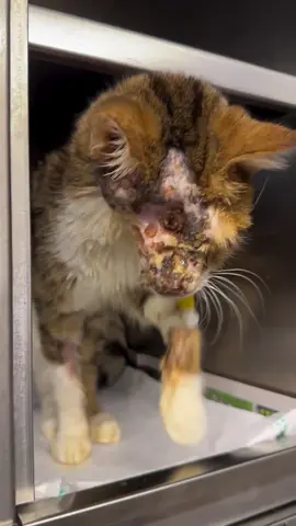 #Repost  We need your donations ❤️ Hi loves 🌸 We have some great news!!! According to the test results and his appearance, Jack’s electrochemotherapy is working 🤭🤭 We are so so so glad!!!! He is now in @gayes.pet.clinic again 💕 We need your precious donations to afford his subsequent chemotherapy 🙏🏻 Every donation is vital to us! 🩷 Even the smallest amount you contribute can make a big difference! HOW TO DONATE ✌️ By using the link attached to our bio, 🙁 Question: How are you going to help our dearest Jack #fipwarriors #catslovers #catlover #catrescue #helpme #helpcats #helpkittens #kitten #animalcare #animallovers #animalrescue #kittenlovers #kitten #kittenrescue #straykitten #straycat #straycatrescue #animals #helpanimals #help #helpothers #helpme 