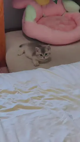 #แมว #cat #cats #catsoftiktok #แมวน่ารัก 