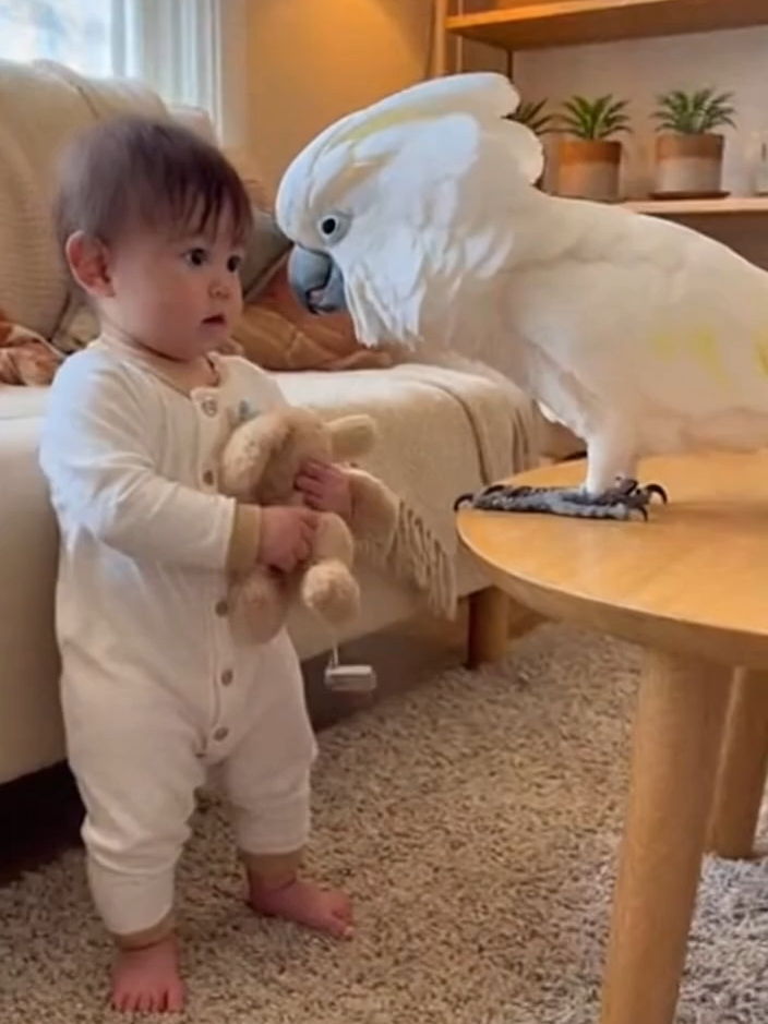 Babagai Gives Baby a Lesson in Hugging 🦜👶💞 #CuteBaby #TalkingParrot #ViralVideo #FamilyShorts #HeartMelter