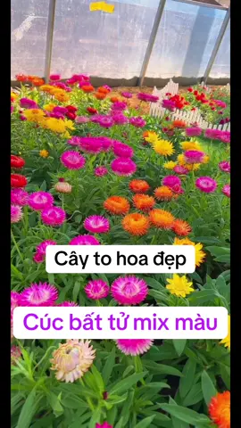 Cúc bất tử