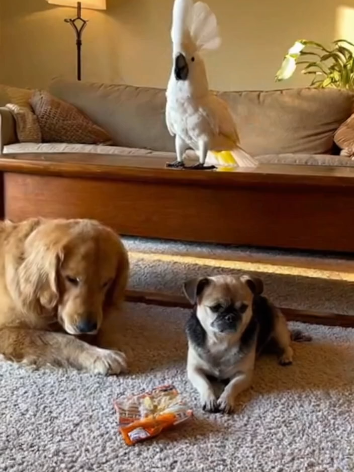 Babagai Blames the Dogs 😂🦜🐶 #KakaduDrama #FunnyPets #TalkingParrot #ViralShorts #ComedyClip #unitedstates