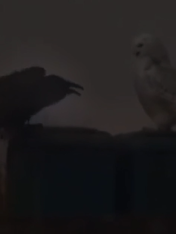 ELCASTRO #راب_تونسي #rap3rb #rap_tunisia #viral #elcastro 