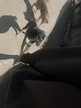 Anh chỉ cần có em ghệ chó đáng iu