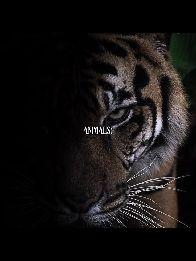 Mogged Animals | New Trend #animals #mogged #mogger #mog @Ｚｙｖｎｘ 