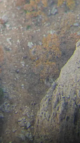 🐐🐐🐐#beniöneçıkart #viralvideos #viraltiktok #keşfetteyizzz #keşfet 