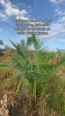 #petanimuda #petanisawit #sawitontiktok #sawitriau #sawitsumatra 