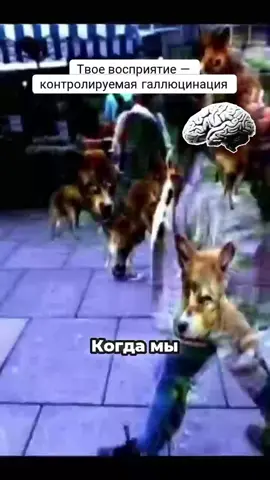 #мозг #мозги #сознание #факты #шум #наука #научпоп  Наука (от лат. *scientia* — знание) — это **система достоверных знаний о закономерностях развития природы, общества и мышления**, а также **деятельность по получению, систематизации и проверке этих знаний**. Это не просто совокупность фактов, а **динамический процесс** — особая форма познавательной деятельности человека, направленная на выявление объективных, проверяемых и воспроизводимых закономерностей. **Ключевые атрибуты науки:** *   **Системность:** Знания организованы в логически связанные теории, модели и концепции, а не представляют собой разрозненные сведения. *   **Объективность:** Наука стремится к получению знаний, не зависящих от мнения, желания или авторитета отдельного человека. Идеал науки — устранение субъективного фактора. *   **Рациональность:** В основе науки лежит разум, логика и доказательность. Любое утверждение должно быть логически обосновано и выведено из принятых посылок. *   **Эмпирическая проверяемость (верифицируемость):** Научные утверждения в конечном счете должны допускать возможность проверки через наблюдение или эксперимент. *   **Критичность и фальсифицируемость:** Научное знание всегда открыто для критики и пересмотра. Ключевую роль здесь играет принцип **фальсифицируемости**, сформулированный Карлом Поппером: научной является та теория, которая в принципе может быть опровергнута (фальсифицирована) некоторым возможным наблюдением или экспериментом. Теория, которая неопровержима (например, астрологические прогнозы, которые можно истолковать как угодно), ненаучна. *   **Доказательность:** Наука требует предоставления доказательств, а не апелляции к вере или авторитету. --- ### 2. Цели и задачи науки *   **Описание:** Систематическое и точное описание явлений и процессов. *   **Объяснение:** Выявление причинно-следственных связей и ответ на вопрос «почему это происходит?». Высшая форма объяснения — формулировка законов. *   **Прогнозирование:** Предсказание будущих событий или свойств еще не изученных явлений на основе открытых закономерностей. *   **Применение знаний:** Использование полученных знаний для преобразования действительности (технологии, медицина, управление обществом). --- ### 3. Структура научного знания (Уровни организации) Научное знание имеет иерархическую структуру: 1.  **Факт (эмпирический факт):** Удостоверенное и зафиксированное наблюдение или измерение (например, «температура кипения воды при нормальном атмосферном давлении составляет 100 °C»). Это кирпичики, из которых строится здание науки. 2.  **Проблема:** Вопрос, не имеющий решения в рамках текущей парадигмы. 3.  **Гипотеза:** Предварительное, предположительное знание, которое является попыткой решения проблемы. Гипотеза должна быть проверяемой. 4.  **Закон:** Устойчивая, повторяющаяся и объективная связь между явлениями. Выражается в форме математической или логической зависимости (например, Закон всемирного тяготения Ньютона: `F = G * (m1 * m2) / r²`). 5.  **Теория:** Высшая форма организации научного знания. Это целостная, логически непротиворечивая система представлений, принципов, законов и гипотез, которая описывает и объясняет определенную область реальности (например, Теория относительности, Клеточная теория, Теория эволюции). **Важно:** В обывательском смысле «теория» означает «догадку», но в науке теория — это наиболее полное и проверенное объяснение, объединяющее множество фактов и законов. 6.  **Картина мира (научная):** Целостный образ Вселенной, общества и человека, формируемый на основе научных знаний в определенную историческую эпоху (например, механистическая картина мира XVII-XVIII вв., современная эволюционно-синергетическая картина мира). --- ### 4. Научный метод: Двигатель науки Научный метод — это совокупность приемов и процедур, обеспечивающих получение объективного и достоверного знания. Его часто представляют в виде цикла. **Общая схема научного метода:** 1.  **Наблюдение:** Фиксация определенного явления. 2.  **Формулировка 