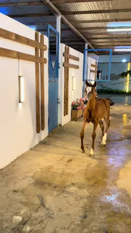 #خيل_وخياله🐎 #اكسبلور #explore #الشعب_الصيني_ماله_حل😂😂 #fyp 