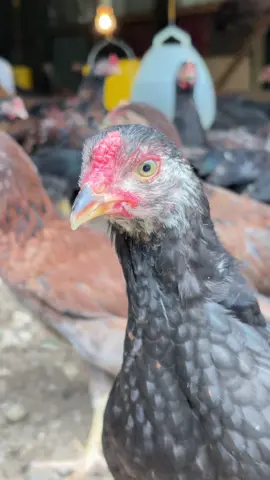 57 hari#ayam #kub#unggul #fyp