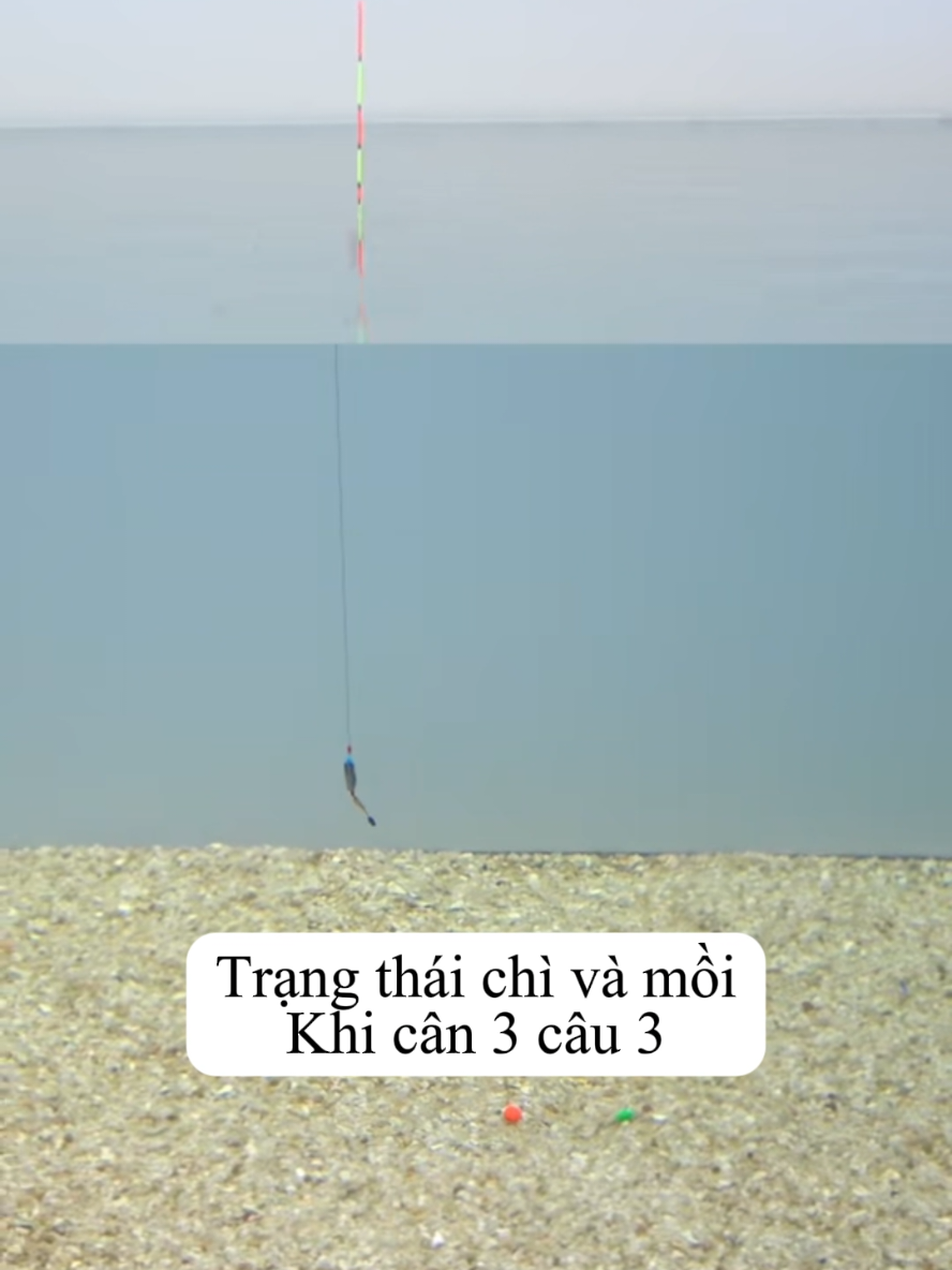 Cân phao câu đài cân 3 câu 5 #trending #thinhhanh #xuhuong 