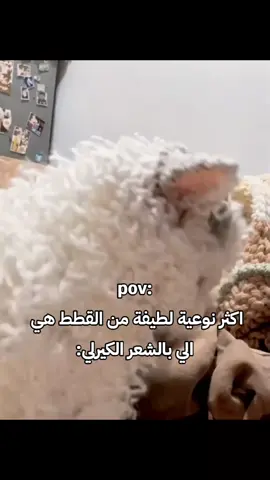 🥹🫠: #fyp #cat #foryoupage #اكسبلور #الشعب_الصيني_ماله_حل😂😂 