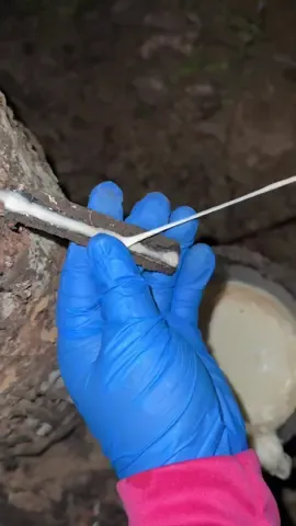 ลองมิ่ดใหม่คมดีๆ👍  #asmr #ยางพารา #rubber #กรีดยาง #ชื่อเบลนะสาวสวนยาง🌳 