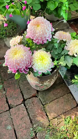 Công nhận cúc này vừa thơm lại đẹp 