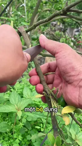 Dao ghép cây + giấy ghép cành #xuhuong #lamvuon #thanhli7787 #thichtrongcay #thichtrongcay 