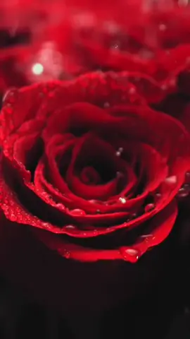 #হযরত_ওমর_কাহানি #ইসলামিক_ভিডিও_🤲🕋🤲  #ভাইরাল_ভিডিও  #ইসলামের_পথে_এসো😍।  #ইসলামিক_ভিডিও 