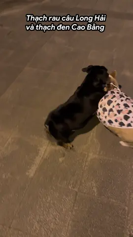 Bình gas giao lưu võ thuật với bình nước #corgi #funny #xuhuong #dog #viral 