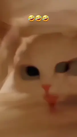 trop chou 🥰  #funnymoment #chat #drole  #videoviral #funnyvideo 
