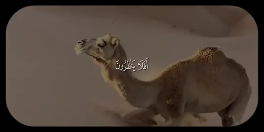 #قران #اجر_لي_ولكم #صدقه_جاريه_لجميع_اموات_المسلمين #سورة الغشيه#قران_كريم_بصوت_جميل 