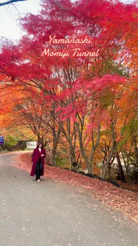 Yamanashi Momiji Tunnel Once in a year… #foryou #yamanashi #momiji #japan #myanmartiktok🇲🇲🇲🇲 