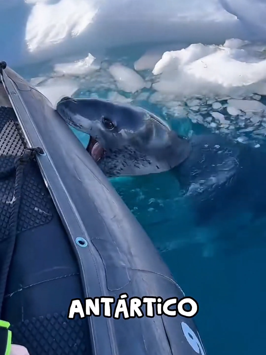 Los cazadores más increíbles del mar 🦈 #animales #vidasalvaje #wildlife 