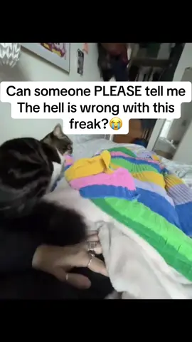 Can someone tell me? #fyp #cat #cats #funny #viral #memes 