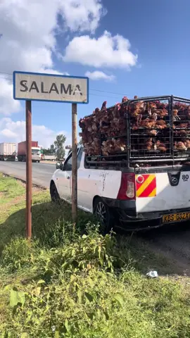 To every farmer out there: you’re doing fine. Your consistency, your care, your hustle — it’s working. #PoultryFarmers #KeepGoing #YouAreDoingGreat #FarmersFirst #PoultrySuccess #KenyaFarmers #AgriGrowth #FarmersJourney #AdweekChicks #QualityFarming #FarmersSupport #PoultryIndustry #AgribusinessKenya