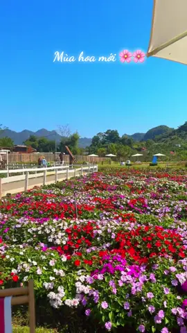 Mộc Châu mùa này đẹp quá 🌸 #mậtpet  #mậtpetfamily  #mậtpetfarm  #MộcChâu 