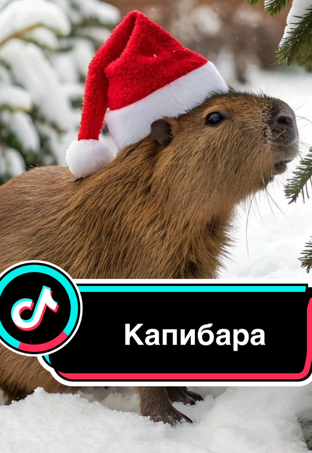 #капибара #грызун #capibara #дзен #спокойствие 