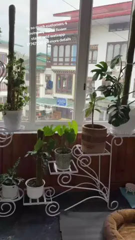 tq so much customers for loving my metal flower stand.17747220 add watsapp for more details la 