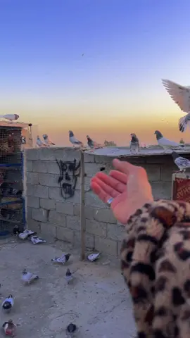 جميله لو لا 😂💔#الشعب_الصيني_ماله_حل😂😂 #ابطال_جسر_ديالئ🦅 #عباس_السوداني💀 