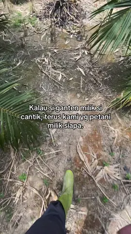 #sawit #petanimuda #fyppppppppppppppppppppppp 