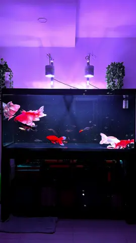 Ngắm cá thư giãn 🥰🥰 chúc anh em cuối tuần vui vẻ bên gia đình nhé ❤️ #hocacongnghesaigon #becacongnghemoi #hocacongnghe #thanhlyhoca #chepphitan 