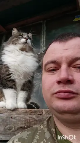 кіт #зсу 
