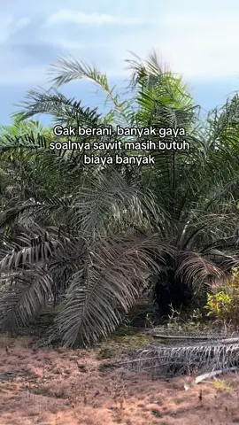 😋 #sawitkalimantan  #sawitontiktok 