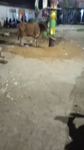 #tiwahdayakngaju            #tiwahdesakabuau            #sapundudayak              #fyp #fyp 