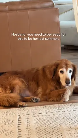 Watch Ally age backwards soon as Beau arrives #goldenretrieverlife #dogsoftiktok #souldog #seniordog #puppy 