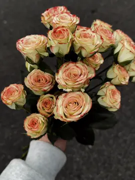 #flowers #trending #roses #creatorsearchinsights 