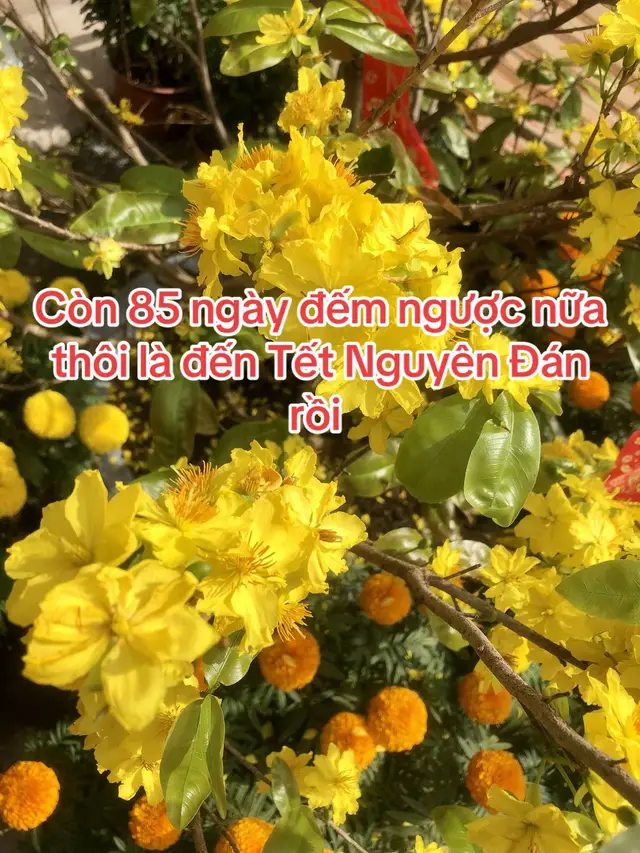 Tết sắp đến rồi cả nhà ơi#tet2026 #tetmaiman #tetvuive 