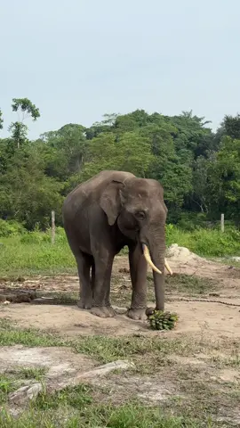 Imbo dan picang cepet-nya 🐘🍌😬 Nah.. kalo gini aku anteng kan onty?👀 @karianda @btn_tessonilo  #tessonilo #gajahsumatera #gajahimbo 