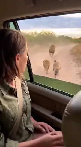 Lion helps hyena?! New researcher questions rescue mission 🦁😟 #viral #lion #rescue #fyp #tiktok 