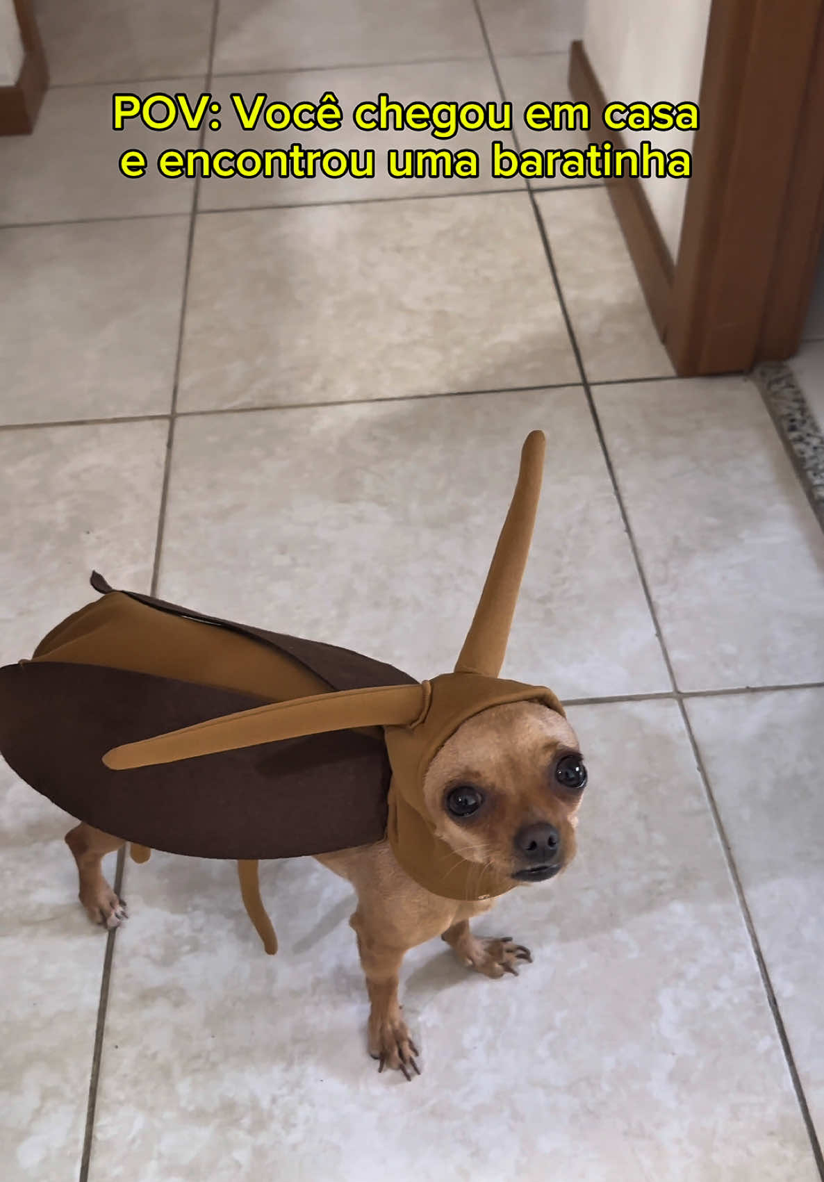 Gostaram, titias? 😂🪳 Essa fantasia eu comprei na @shopee_br  ID do produto: CLC-LUA-RLH #AcheiNaShopee #ShopeeCreator