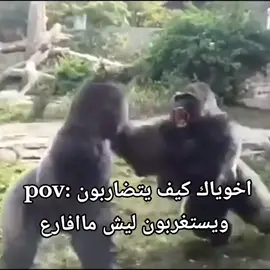 ويحضون فيك اللوم #مضاربه #ميمز #ضحك #explore #fyp 