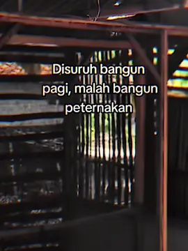 Uang bisa diputar kembali dengan cara menjadi pengusaha. #pengusahamuda #peternakmuda #fyp #ayampetelur 