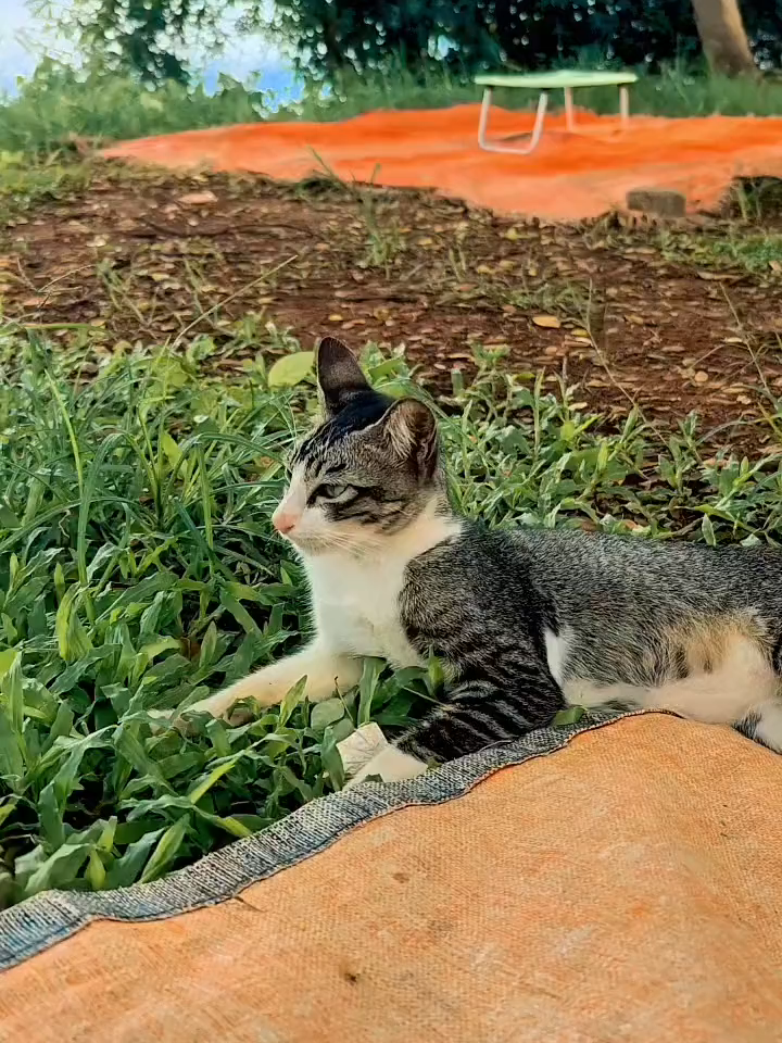 Test HD 1080 60Fps #vivox100ultra #fyp #hd #zoom